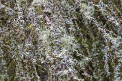 Wald