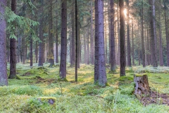 Wald