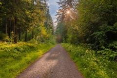 Wald